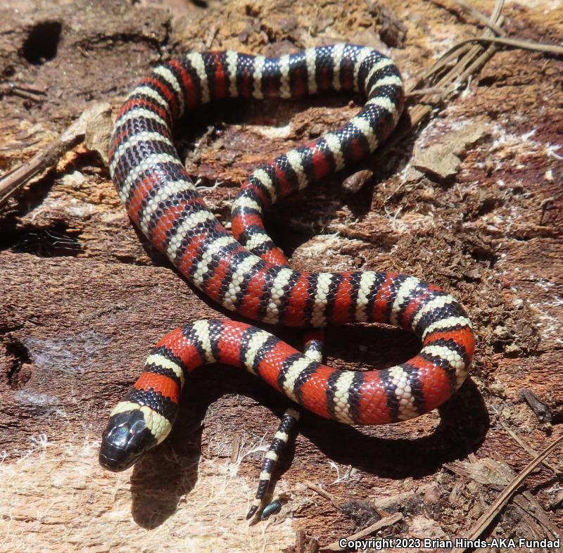 San Bernardino Mountain Kingsnake (Lampropeltis zonata parvirubra)