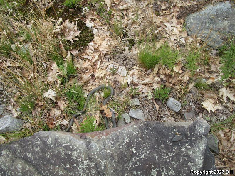 Northern  Black Racer (Coluber constrictor constrictor)