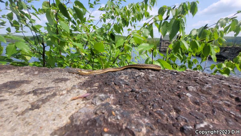 Eastern Gartersnake (Thamnophis sirtalis sirtalis)