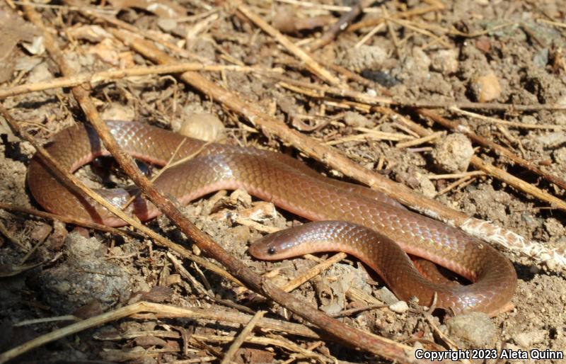 Eastern Wormsnake (Carphophis amoenus)