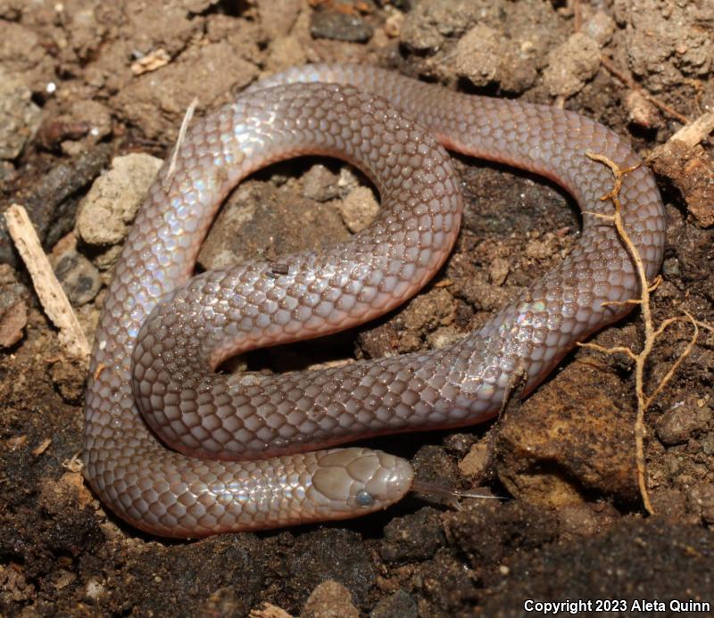 Eastern Wormsnake (Carphophis amoenus)