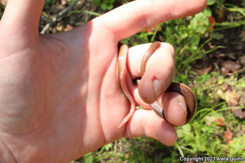 Eastern Wormsnake (Carphophis amoenus)