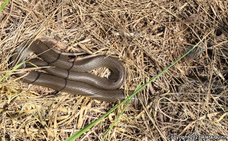 North American Racer (Coluber constrictor)