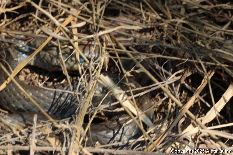 North American Racer (Coluber constrictor)