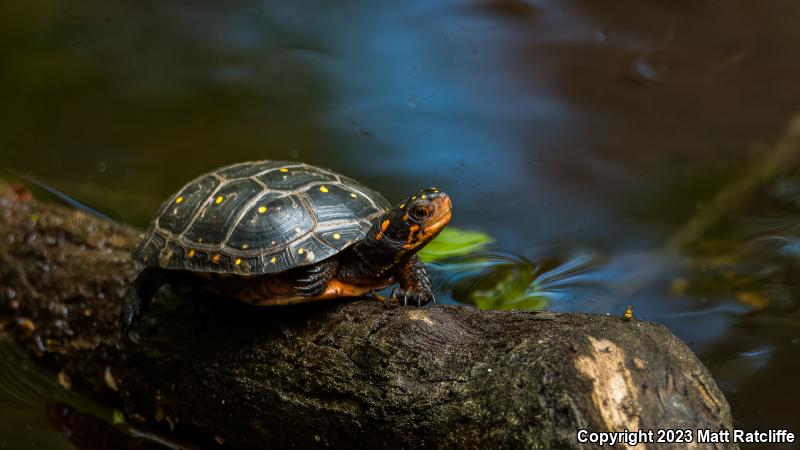 Spotted Turtle (Clemmys guttata)