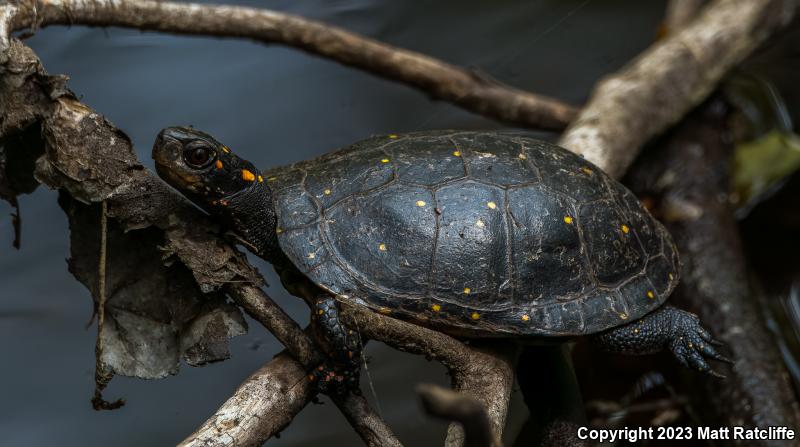 Spotted Turtle (Clemmys guttata)