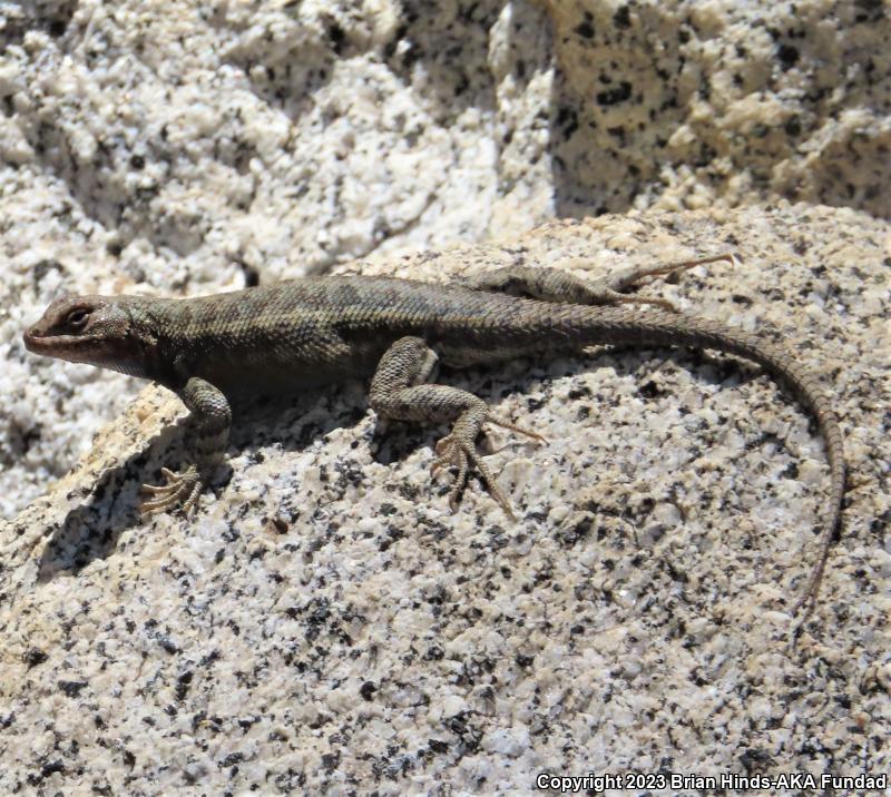 Southern Sagebrush Lizard (Sceloporus graciosus vandenburgianus)