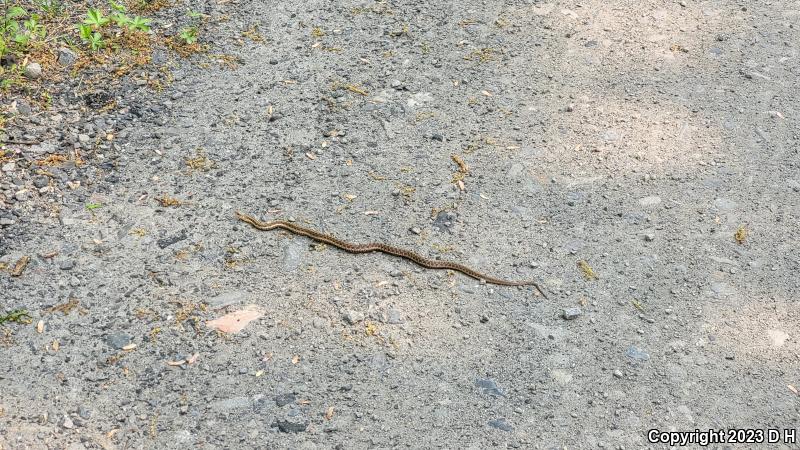 Eastern Gartersnake (Thamnophis sirtalis sirtalis)