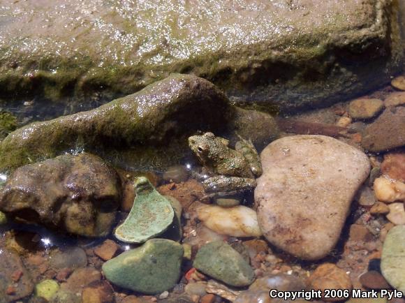 Northern Cricket Frog (Acris crepitans)