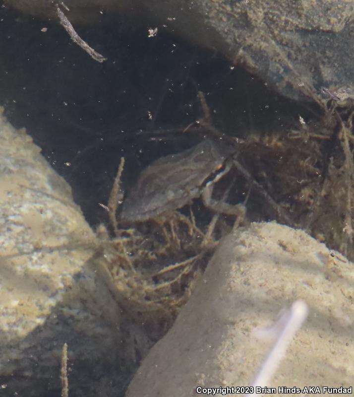 Baja California Treefrog (Pseudacris hypochondriaca)