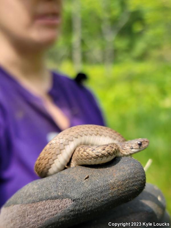 Northern Brownsnake (Storeria dekayi dekayi)