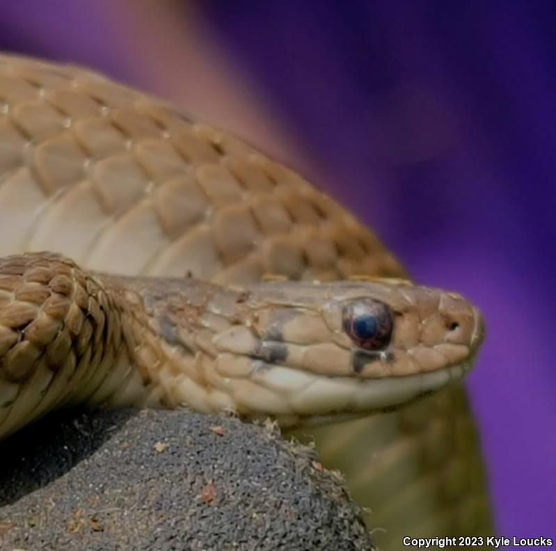 Northern Brownsnake (Storeria dekayi dekayi)