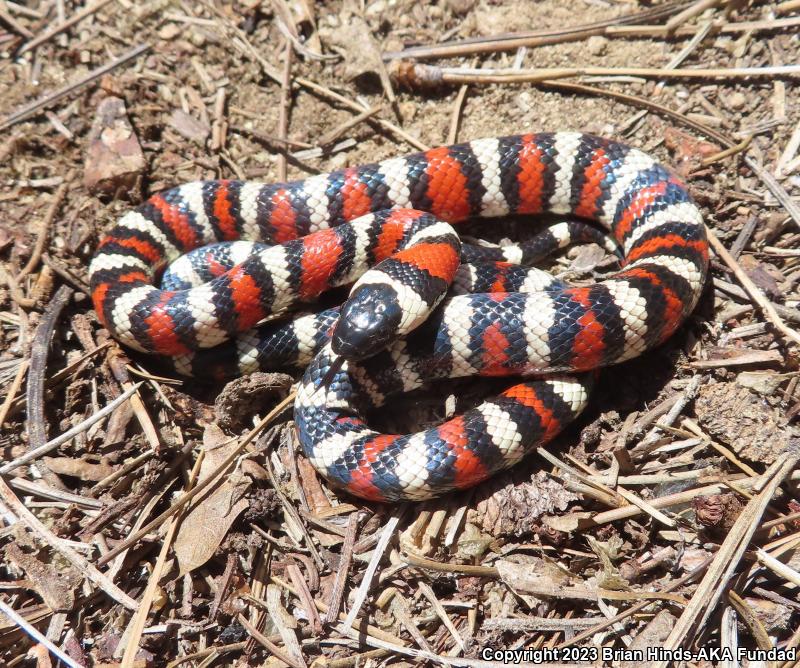 San Bernardino Mountain Kingsnake (Lampropeltis zonata parvirubra)