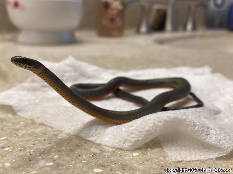 San Bernardino Ring-necked Snake (Diadophis punctatus modestus)