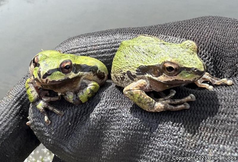 Sierran Treefrog (Pseudacris sierra)