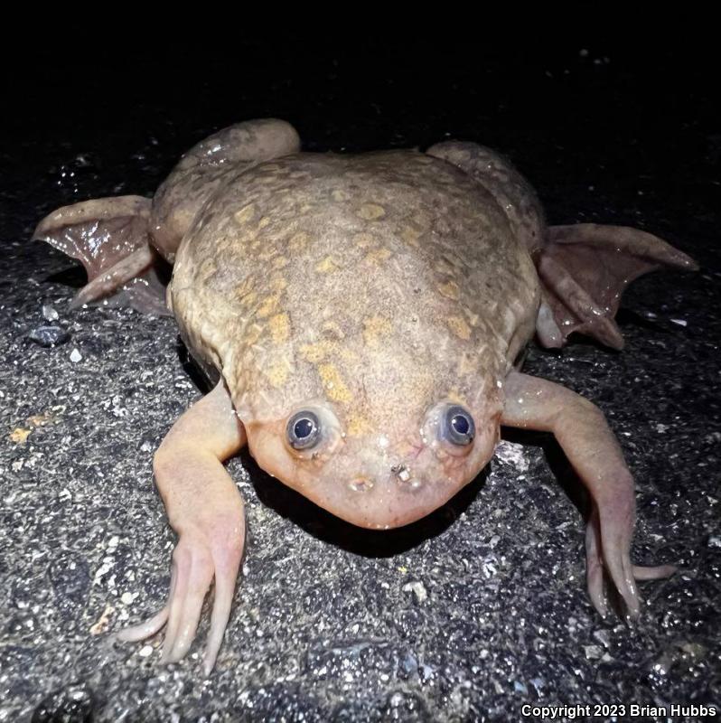 African Clawed Frog (Xenopus laevis)