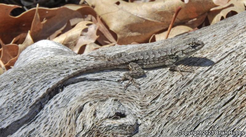 Great Basin Fence Lizard (Sceloporus occidentalis longipes)