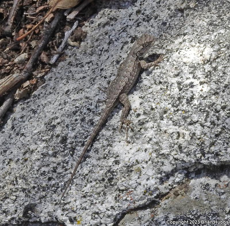 Great Basin Fence Lizard (Sceloporus occidentalis longipes)