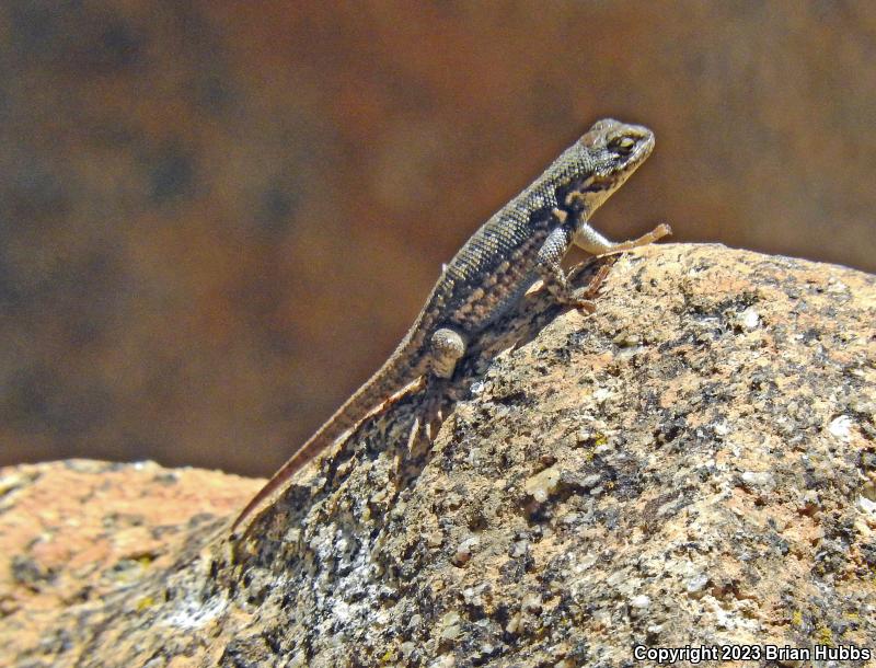 Southern Sagebrush Lizard (Sceloporus graciosus vandenburgianus)