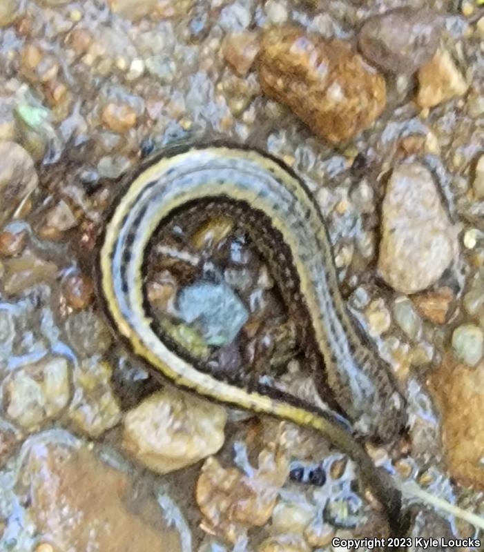 Northern Two-lined Salamander (Eurycea bislineata)