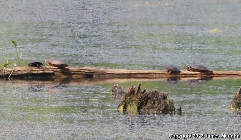 Midland Painted Turtle (Chrysemys picta marginata)