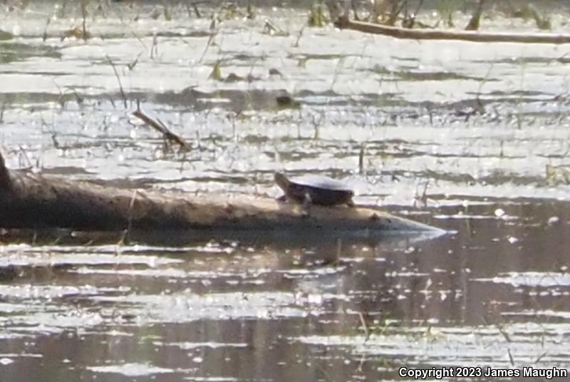 Midland Painted Turtle (Chrysemys picta marginata)