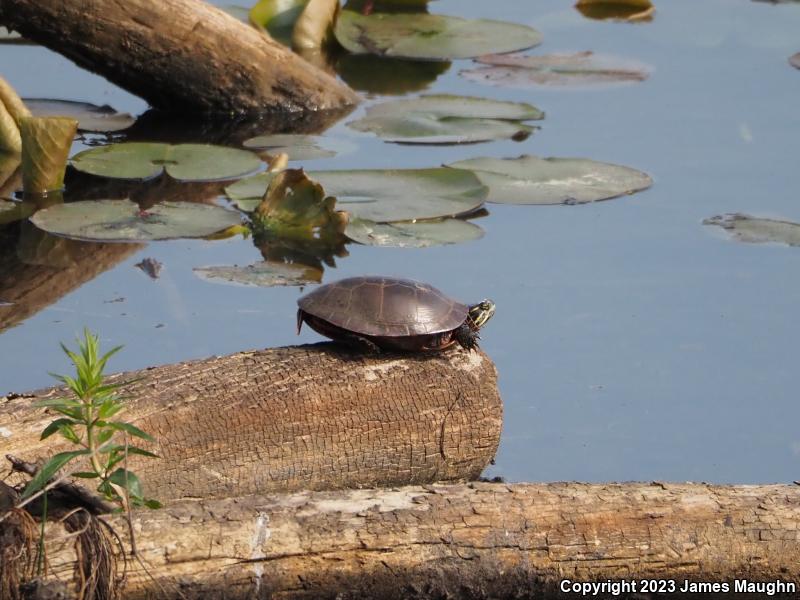 Midland Painted Turtle (Chrysemys picta marginata)