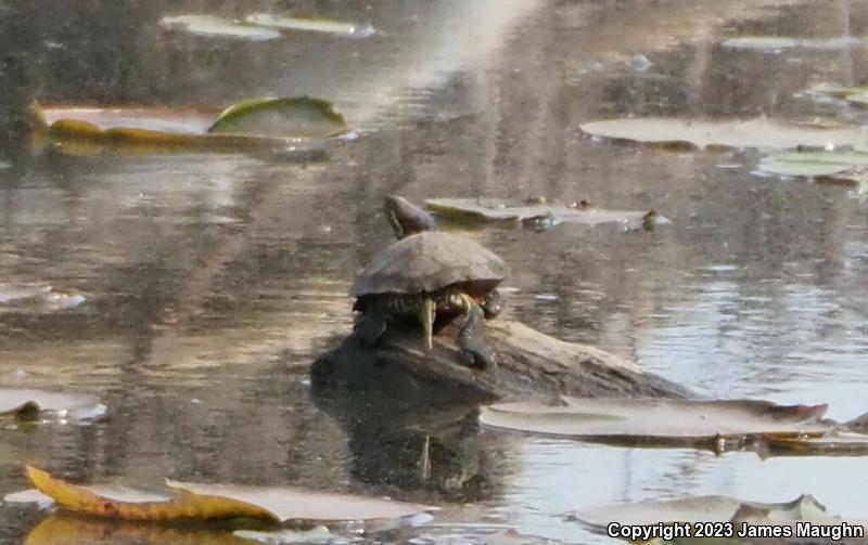 Red-eared Slider (Trachemys scripta elegans)