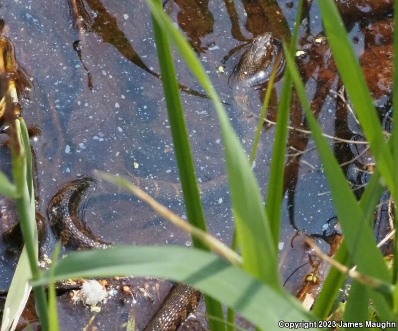 Northern Watersnake (Nerodia sipedon sipedon)