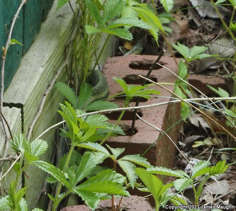 Eastern Gartersnake (Thamnophis sirtalis sirtalis)