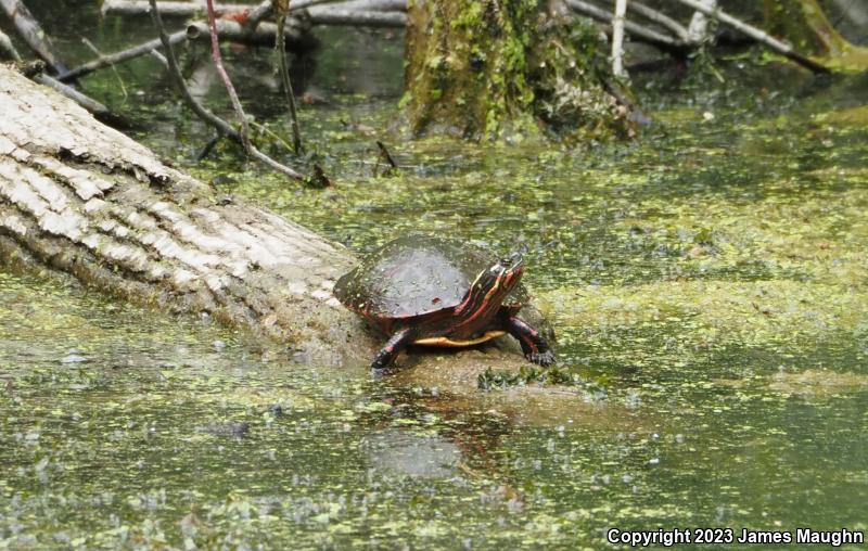 Midland Painted Turtle (Chrysemys picta marginata)