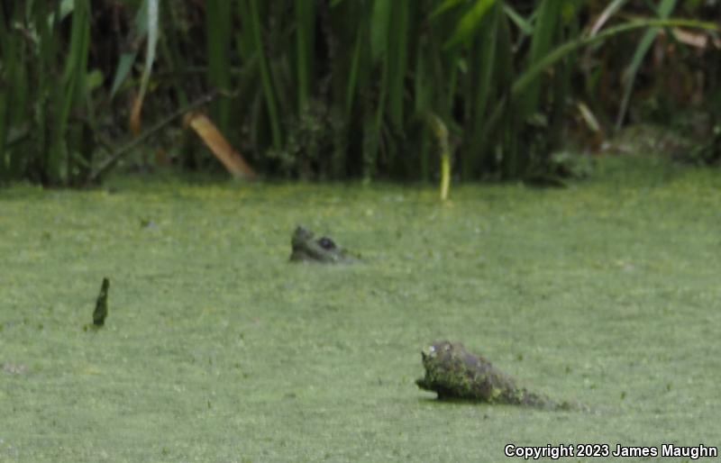 Snapping Turtle (Chelydra serpentina)