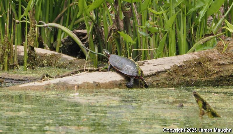 Midland Painted Turtle (Chrysemys picta marginata)