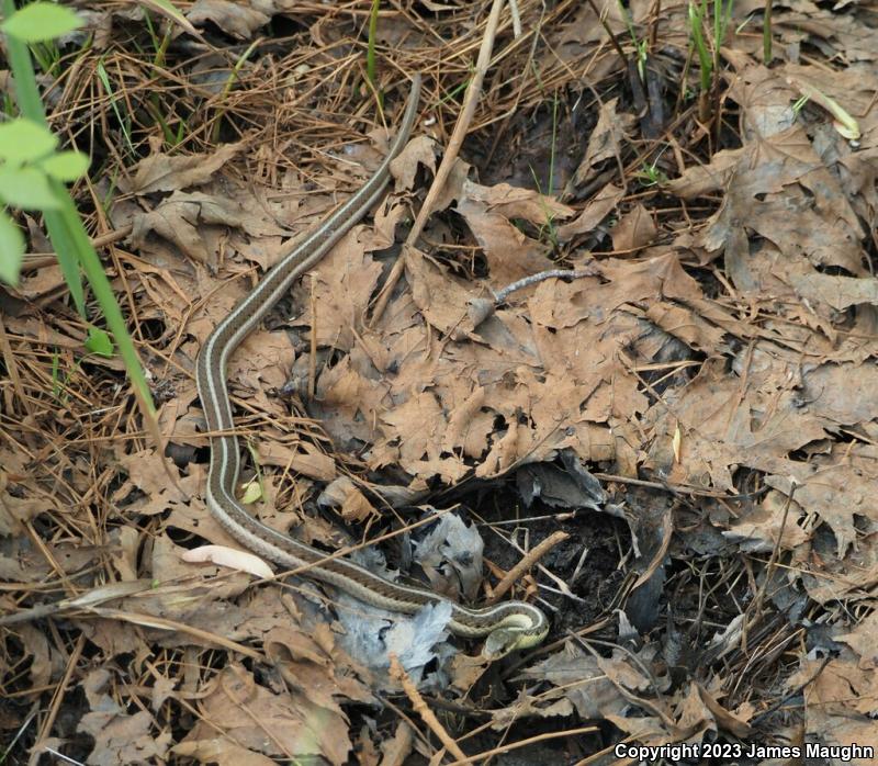 Eastern Gartersnake (Thamnophis sirtalis sirtalis)