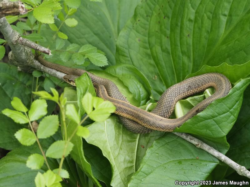 Eastern Gartersnake (Thamnophis sirtalis sirtalis)