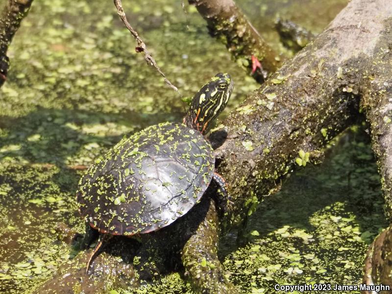 Midland Painted Turtle (Chrysemys picta marginata)