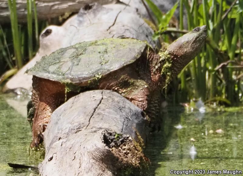 Snapping Turtle (Chelydra serpentina)