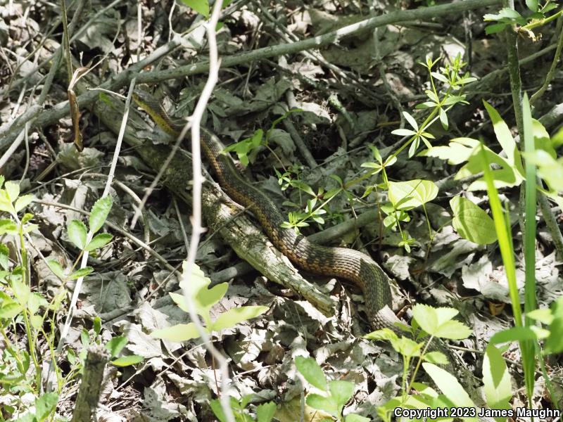 Eastern Gartersnake (Thamnophis sirtalis sirtalis)