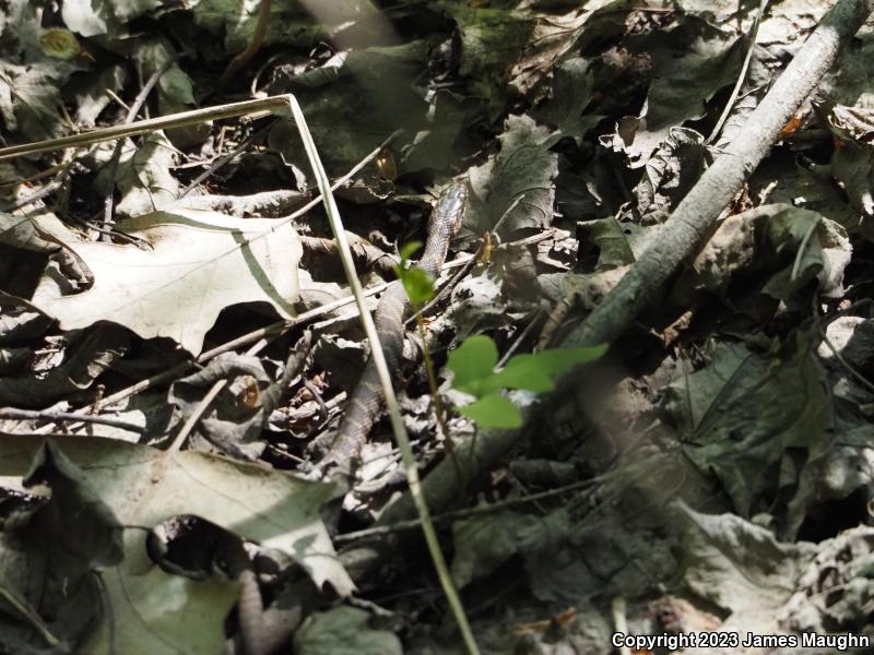 Northern Watersnake (Nerodia sipedon sipedon)