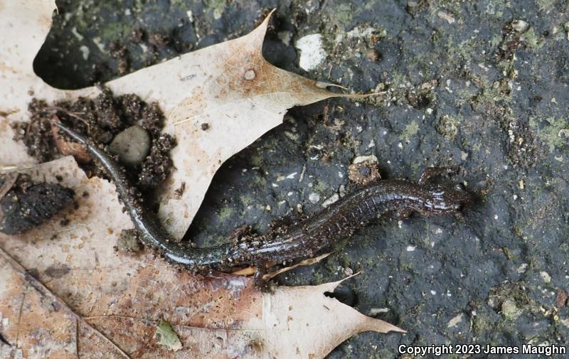 Eastern Red-backed Salamander (Plethodon cinereus)