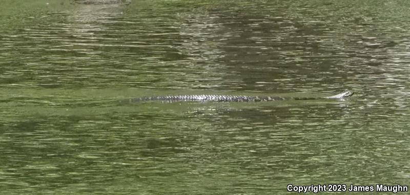 Northern Watersnake (Nerodia sipedon sipedon)