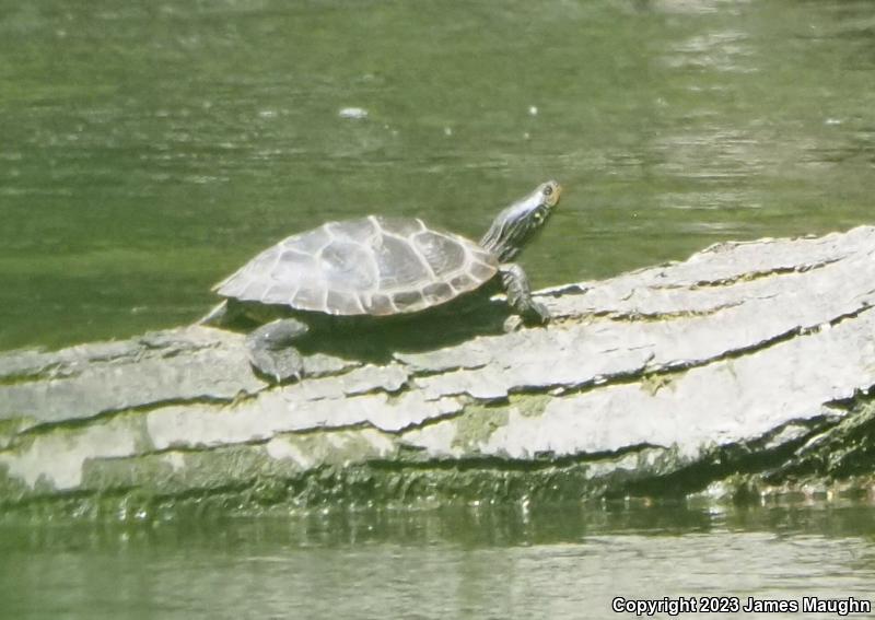 Northern Map Turtle (Graptemys geographica)