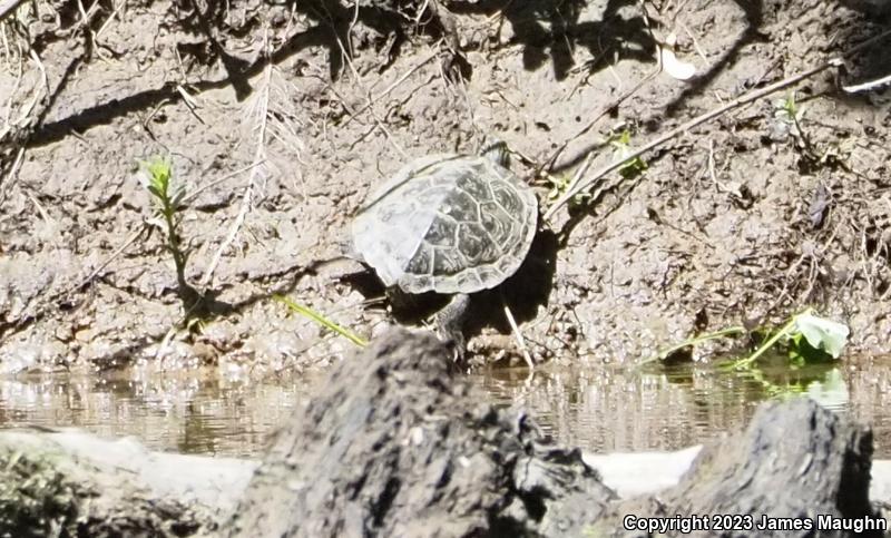 Northern Map Turtle (Graptemys geographica)