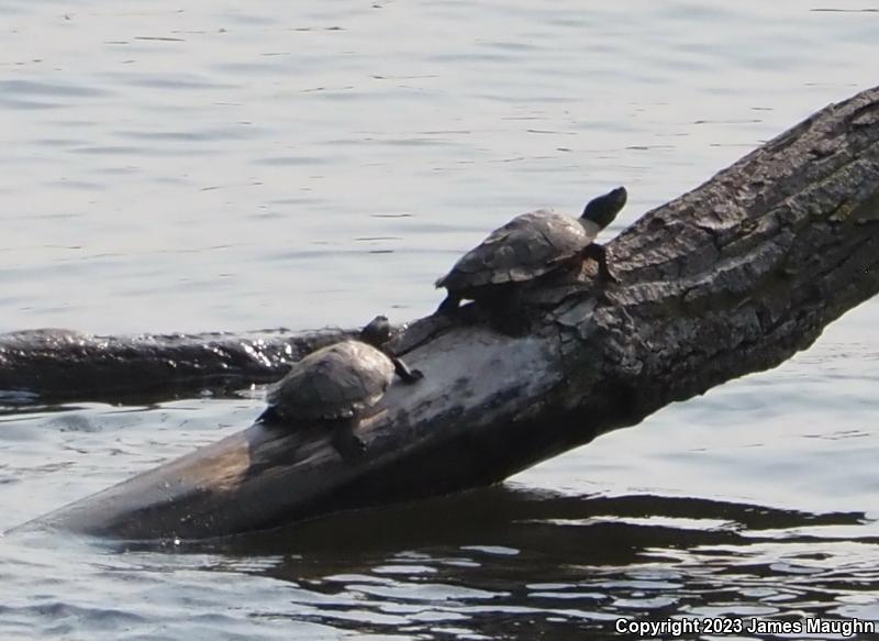 Northern Map Turtle (Graptemys geographica)