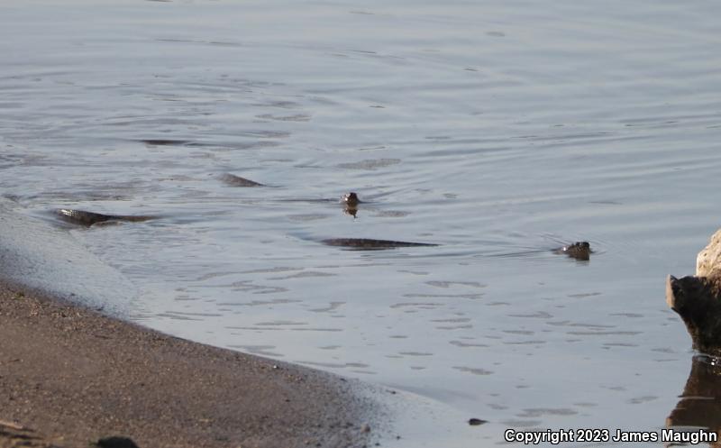 Northern Watersnake (Nerodia sipedon sipedon)