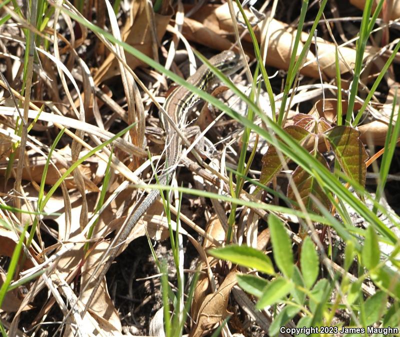 Prairie Racerunner (Aspidoscelis sexlineata viridis)