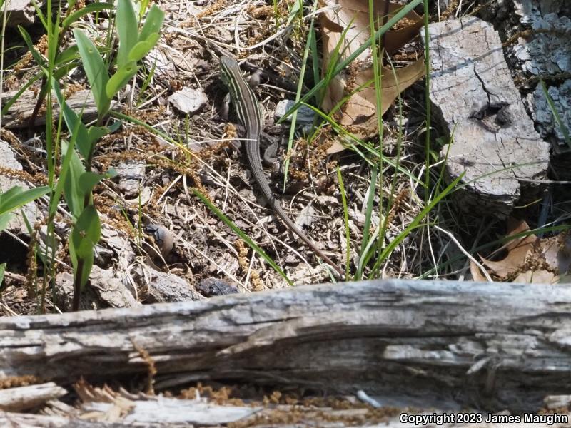 Prairie Racerunner (Aspidoscelis sexlineata viridis)