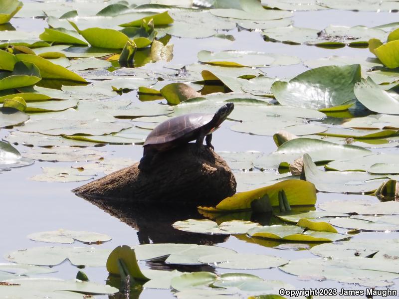 Midland Painted Turtle (Chrysemys picta marginata)