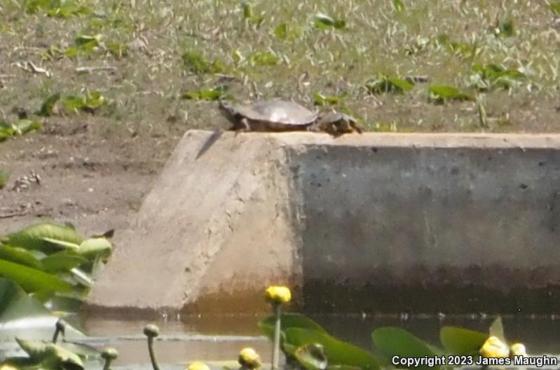 Red-eared Slider (Trachemys scripta elegans)