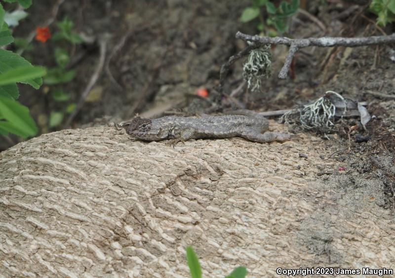 Coast Range Fence Lizard (Sceloporus occidentalis bocourtii)